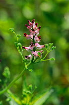 Dense-flowered fumitory (Fumaria densiflora) in flower, an arable plant in field.  Ranscombe Farm Nature Reserve, Kent, England, July. Nationally scarce.