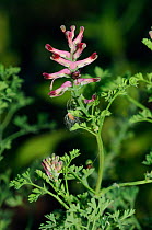 Common fumitory (Fumaria officinalis) in flower, Ranscombe Farm Nature Reserve, Kent, England, July.