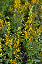 Dyer&#39;s greenweed (Genista tinctoria), Langford Lakes Nature Reserve, Wiltshire, England, July 2014.