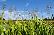 Reed sweet-grass (Glyceria maxima), at edge of pond, Clandon Wood, Surrey, England, UK, July.