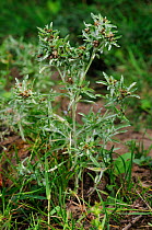 Marsh cudweed (Gnaphalium uliginosum) Surrey, England, August.