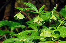 Green hellebore (Helleborus viridus), a rare/ scarce plant, Ranmore Common, Surrey, England, UK, March.