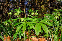 Green hellebore (Helleborus viridus), locally rare plant Ranmore Common, Surrey, England, UK. March.