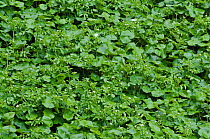 Water-cress (Nasturtium officinale) and Floating pennywort (Hydrocotyle ranunculoides) Wandsworth, River Wandle, Surrey, England, August.