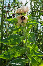 Henbane (Hyoscyamus niger), in flower, rare plant, Surrey, England, August.