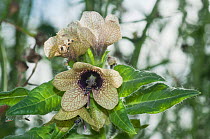 Henbane (Hyoscyamus niger) in flower, rare plant,   Surrey, England, August.