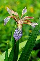 Stinking Iris (Iris foetidissima) Fraser Down Surrey Wildlife Trust Reserve, Betchworth, Surrey, England, June.