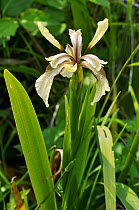 Stinking Iris (Iris foetidissima var. citrina) Quarry Hangers Surrey Wildlife Trust Reserve, England, June.