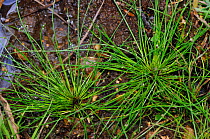 Bristle club-rush (Isolepis setacea), locally rare plant, Henley Park Range, Surrey, England, August.