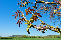 Walnut (Juglans regia), catkins and young foliage, at edge of field, Surrey, England, May.