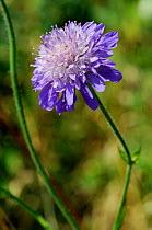 Field scabious (Knautia arvensis) in flower, Ranscombe Farm Nature Reserve, Kent, England, July 2014.