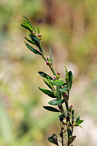 Knotgrass (Polygonum aviculare) Ranscombe Farm Nature Reserve, Kent, England, July.