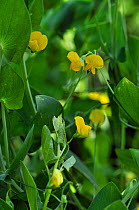 Yellow vetchling (Lathyrus aphaca),  Tolworth Court Farm Fields Local Nature Reserve, Surrey, England, June,