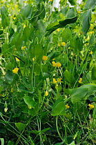 Yellow vetchling (Lathyrus aphaca),  Tolworth Court Farm Fields Local Nature Reserve, Surrey, England, June,
