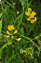 Meadow vetchling (Lathyrus pratensis) in flower, Lopwell Dam Local Nature Reserve, Devon, England, July .