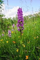 Southern marsh-orchid (Dactylorhiza praetermissa) in flower in meadow, Howell Hill SWT Nature Reserve, Surrey, England, June.