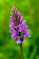 Hybrid orchid, Common spotted orchid x Southern marsh orchid (Dactylorhiza fuchsii x praetermissa / Dactylorhiza x grandis) Hilltop, Kenley Common, Surrey, England, June.
