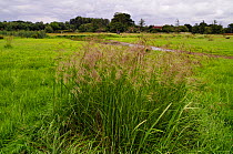 Tufted hair-grass (Deschampsia cespitosa) Surrey, England, June.