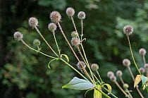 Small teasel (Dipsacus pilosus), seed heads, locally rare plant. Wilderness Island, near River Wandle,Surrey, England, September.