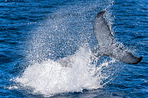 A male Humpback whale calf (Megaptera novaeangliae) practicing how to make big splashes and loud sounds with his fluke and caudal region. Skills like this will become an important part of life for thi...