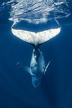 A female Humpback whale (Megaptera novaeangliae australis) bringing her fluke down, creating a foot print or fluke print at the ocean surface, with streams of bubbles trailing from the leading points...