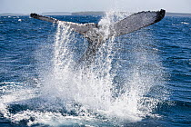 A Humpback whale (Megaptera novaeangliae) slapping the water with its powerful fluke, producing a loud percussive sound that reverberates through both air and water, Vava'u, Tonga, South Pacific. Sept...