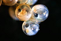 Newly-spawned eggs of Fat greenling / Ainame (Hexagrammos otakii) fish, Hokkaido, Japan. Each egg measures around 3mm. Photographed at a magnification of 4x life-size. The juvenile fish are developed...
