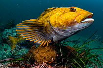 A mature male Fat greenling (Hexagrammos otakii) or Ainame fish tending to eggs in his territory, Hokkaido, Japan. October.