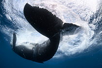 A male Humpback whale (Megaptera novaeangliae) calf playing at the ocean surface. The calf had just lifted its caudal region out of the water, then flipped over so that his belly was facing upward whi...