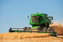 Combine harvesting wheat, Washington, USA, August