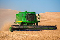Combine harvesting wheat, Washington, USA, August