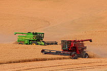 Combines harvesting wheat in the Palouse farming region of southeastern Washingon, USA, August