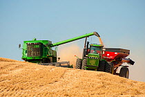 Combine harvesting wheat and unloading into hopper while both vehicles are moving, Washington, USA, August