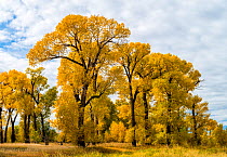 Narrowleaved cottonwood trees (Populus angustifolia) in autumn color mark a wet area on the prairie. Montana, USA. October.