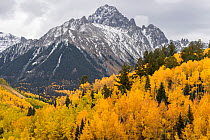 Autumn quaking aspens (Populus tremuloides) with mixed evergreens below the Sneffels Range. Uncompahgre National Forest, Colorado, USA. October.