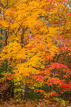 Yellow sugar maple tree (Acer saccharum) and red maple tree (Acer rubrum) in autumn colour. Nicolet National Forest, Wisconsin, USA. October.