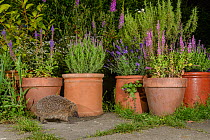 RF - European hedgehog (Erinaceus europaeus), in urban garden, Manchester, UK  (This image may be licensed either as rights managed or royalty free.)