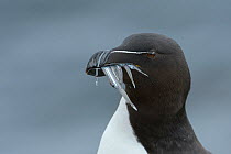 RF - Razorbill (Alca torda) adult with sandeels. Grimsey Island, Iceland (This image may be licensed either as rights managed or royalty free.)