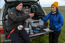 Scientists taking a blood sample from a Kittiwake (Rissa tridactyla). Staff from Natturustofa Noroausturlands (Northeast Iceland Nature Research Centre) catch seabirds at Skoruvikurbjarg bird cliffs o...
