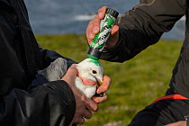 Marking a Kittiwake (Rissa tridactyla) captured to replace its geolocator with green dye so it won&#39;t be recaptured that season. Staff from Natturustofa Noroausturlands (Northeast Iceland Nature R...