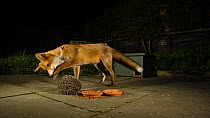Red fox (Vulpes vulpes) trying to pry open a rolled up Hedgehog (Erinaceus europaeus) in an urban garden at night, Greater Manchester, England, UK, November.