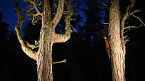 Pine marten (Martes martes) climbing and leaping between Scots pine trees (Pinus sylvestris) at night, Black Isle, Scotland, UK, November.