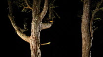 Pine marten (Martes martes) climbing and leaping between Scots pine trees (Pinus sylvestrris) at night, Black Isle, Scotland, UK, November.