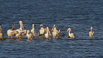 Mixed group of American white pelicans (Pelecanus erythrorhynchos) and Brown pelicans (Pelecanus occidentalis) preening whilst roosting on a tidal flat, Bolsa Chica Ecological Reserve, Southern Califo...