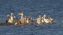 Mixed group of American white pelicans (Pelecanus erythrorhynchos) and Brown pelicans (Pelecanus occidentalis) preening on a tidal flat, with mating Bat rays (Myliobatis californica) swimming behind t...