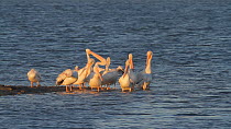 Group of American white pelicans (Pelecanus erythrorhynchos) preening and jostling for space while roosting on a tidal flat, Bolsa Chica Ecological Reserve, Southern California, USA.