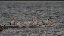 Group of American white pelicans (Pelecanus erythrorhynchos) preening and stretching while roosting on a tidal flat, Bolsa Chica Ecological Reserve, Southern California, USA.