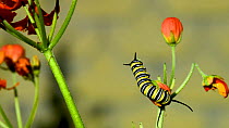 Timelapse of a Monarch butterfly (Danaus plexippus) caterpillar feeding on Mexican butterfly weed (Asclepias curassavica), Dominica, Lesser Antilles.