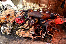 Cooked dog meat resting on cage with live dogs. Tomohon food market, north of Sulawesi, Indonesia.