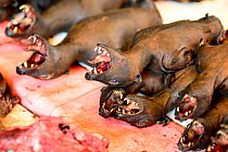 Roasted bats, with wings clipped, at the Tomohon food market, north of Sulawesi, Indonesia. The market sells wild animals for human consumption.